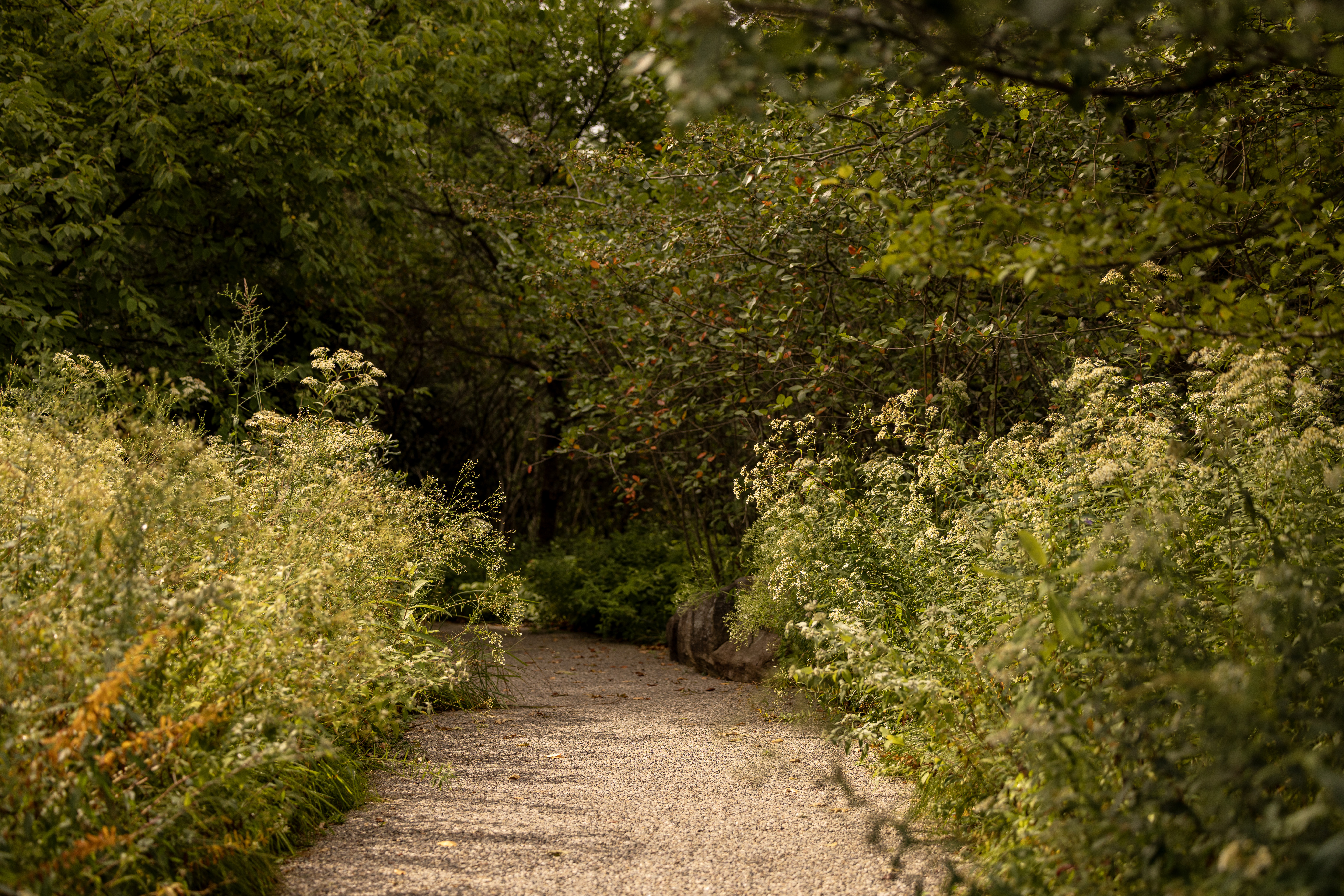 Gravel path and native meadow